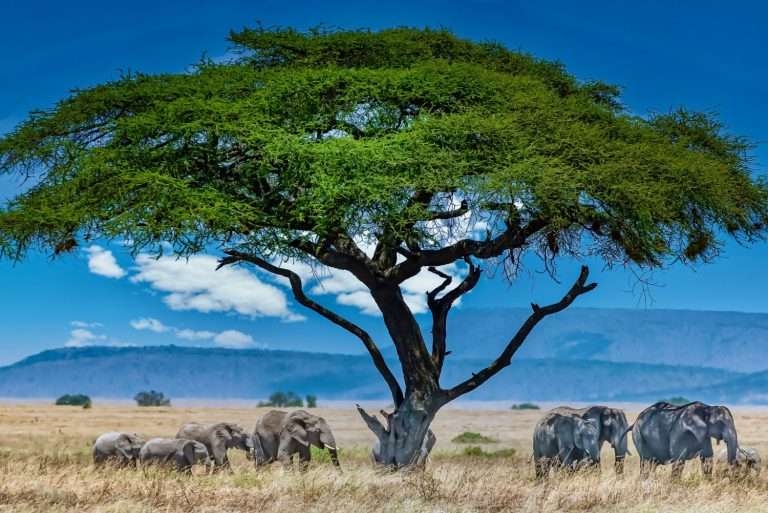 group elephants big green tree wilderness