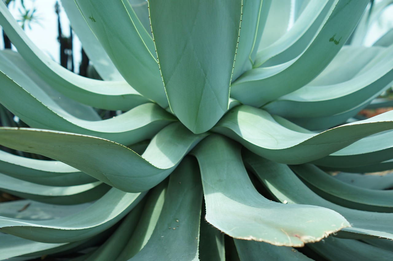 cat timp se lasa aloe vera pe fata